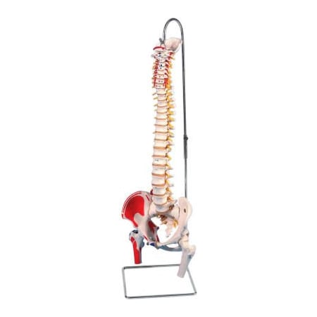 Fabrication Enterprises 3B Anatomical Model - Flexible Spine, Classic, Femur Heads, Painted 961289